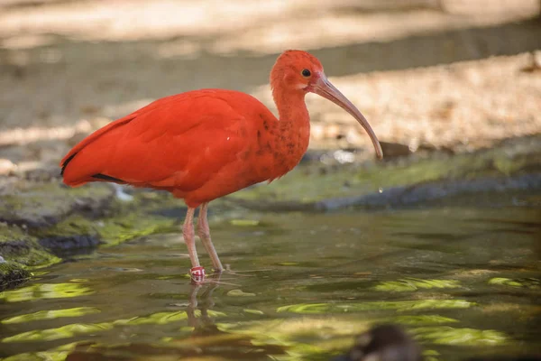 Sul-americano Scarlet ibis (Eudocimus ruber) está andando — Fotografia de Stock