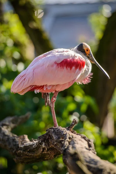 Łyżka różana (platalea ajaja)) — Zdjęcie stockowe