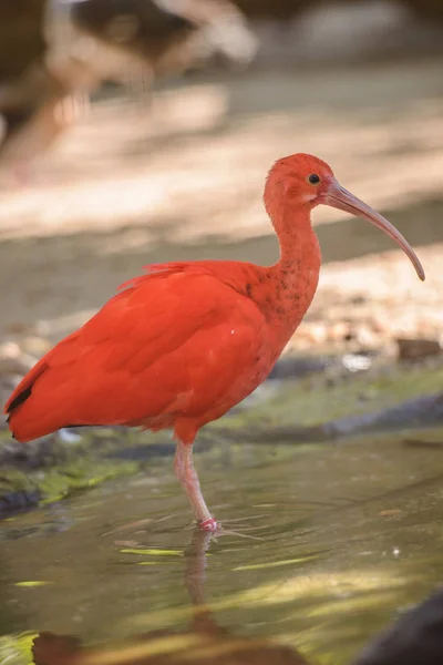 Νότιας Αμερικής Scarlet ibis (Eudocimus ruber) είναι το περπάτημα — Φωτογραφία Αρχείου