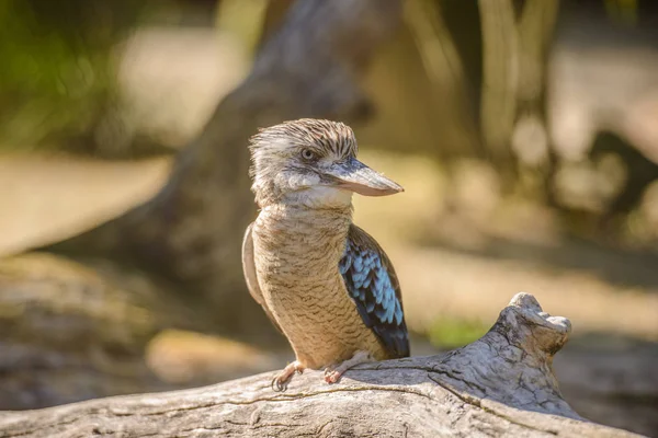 Blauwe gevleugelde kookaburra portret — Stockfoto