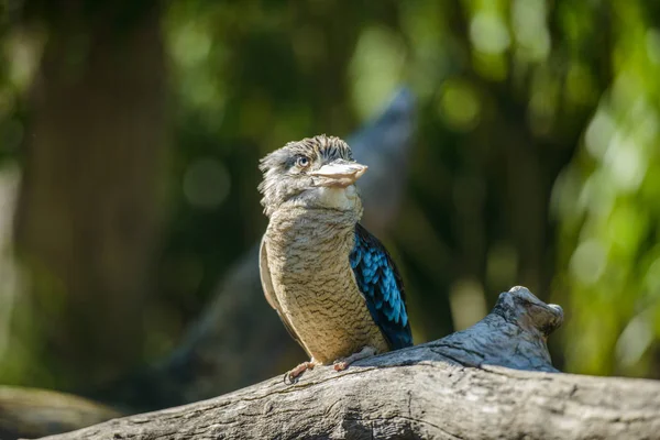 Retrato de kookaburra alado azul — Fotografia de Stock