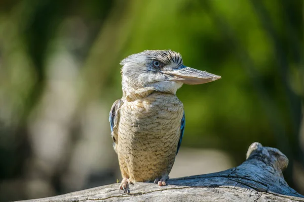 Modrá okřídlený kookaburra portrét — Stock fotografie