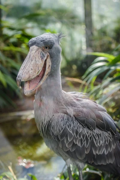 Balaeniceps rex Afrikanischer seltener Vogel — Stockfoto