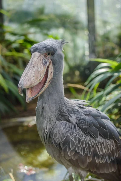 Balaeniceps rex Aves raras africanas — Fotografia de Stock