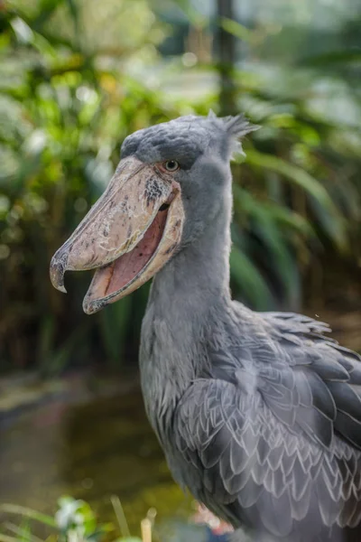Balaeniceps rex afrikanska sällsynt fågel — Stockfoto