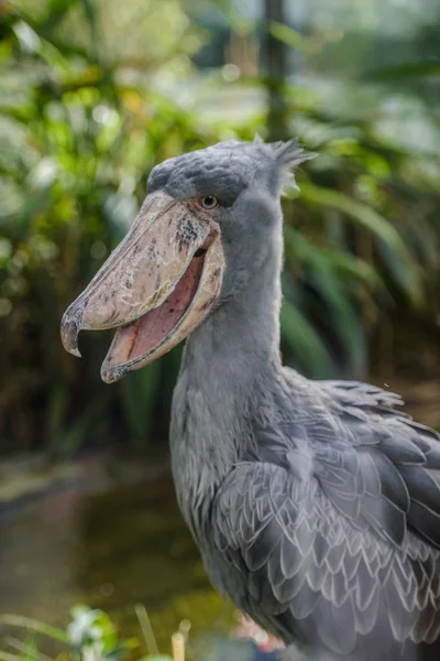 Balaeniceps rex africké vzácný pták — Stock fotografie