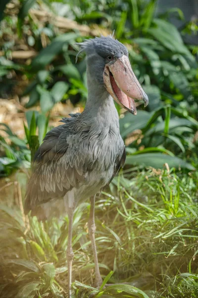 Balaeniceps rex Aves raras africanas — Fotografia de Stock