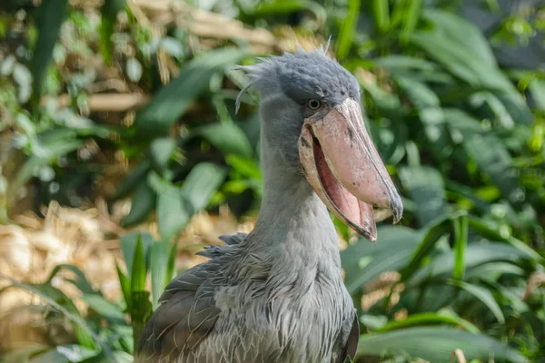 Balaeniceps rex afrikanska sällsynt fågel — Stockfoto