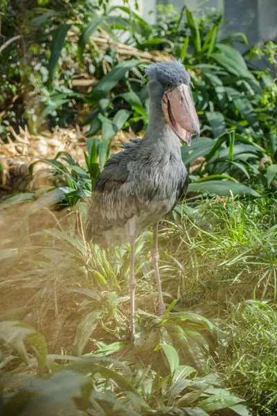 Balaeniceps rex Aves raras africanas — Fotografia de Stock