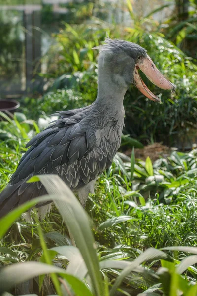 Balaeniceps rex Afrikanischer seltener Vogel — Stockfoto