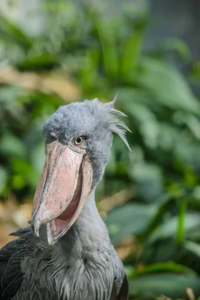 Balaeniceps rex Afrikanischer seltener Vogel — Stockfoto