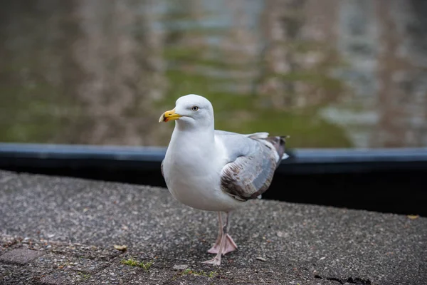 La gaviota y los canales de Amsterdam —  Fotos de Stock