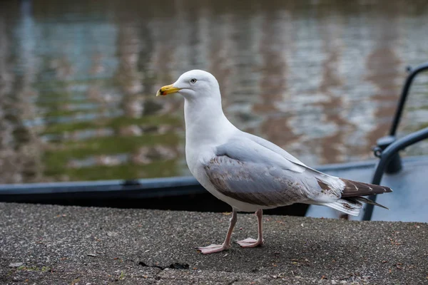 La gaviota y los canales de Amsterdam —  Fotos de Stock