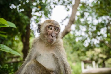 vahşi maymun ormandan, Krabi, Tayland