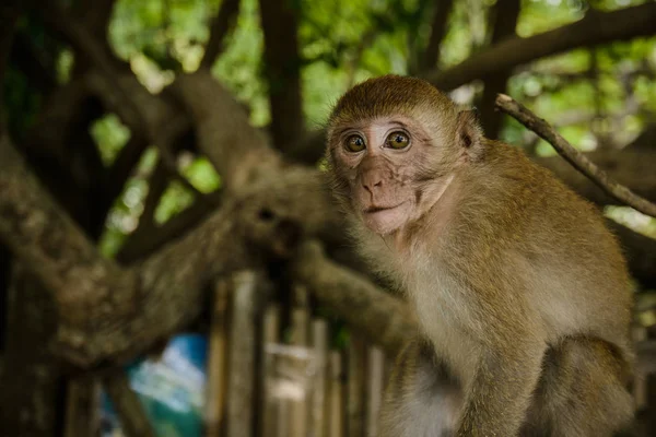 Wild Monkey Från Djungeln Krabi Thailand — Stockfoto