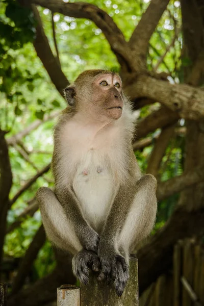 Wild Monkey Från Djungeln Krabi Thailand — Stockfoto