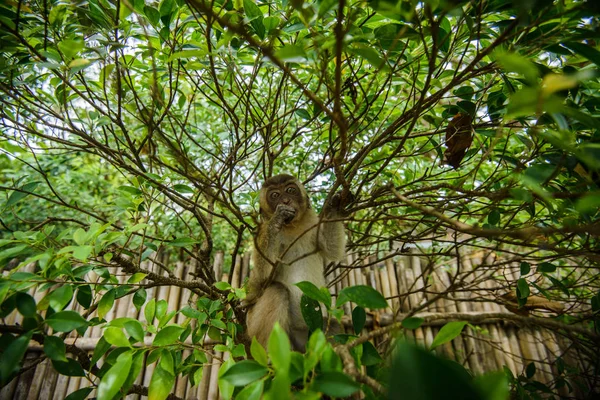 Scimmia Selvatica Dalla Giungla Krabi Thailandia — Foto Stock