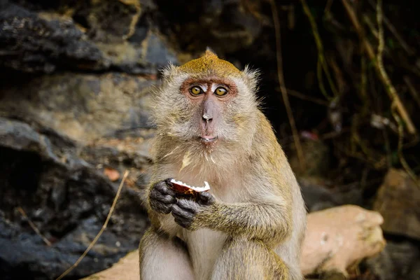 Wilder Affe Aus Dem Dschungel Krabi Thailand — Stockfoto