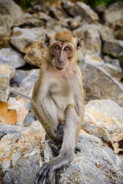 Macaco Selvagem Selva Krabi Tailândia — Fotografia de Stock