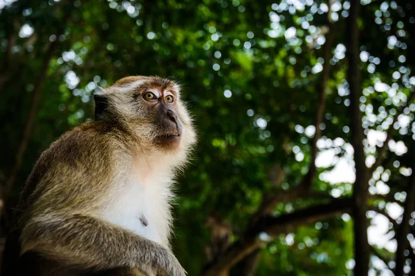 Mono Salvaje Selva Krabi Tailandia — Foto de Stock