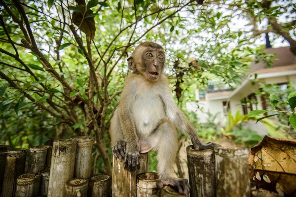 Mono Salvaje Selva Krabi Tailandia — Foto de Stock