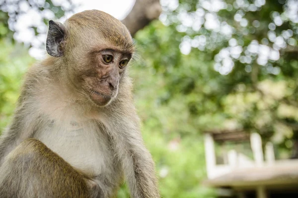 Macaco Selvagem Selva Krabi Tailândia — Fotografia de Stock