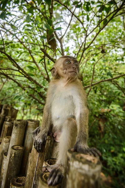 Mono Salvaje Selva Krabi Tailandia — Foto de Stock