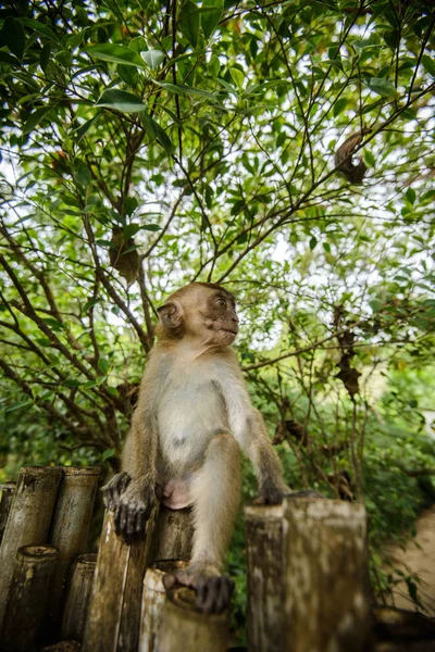 Mono Salvaje Selva Krabi Tailandia —  Fotos de Stock