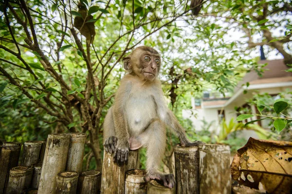 丛林中的野猴 — 图库照片