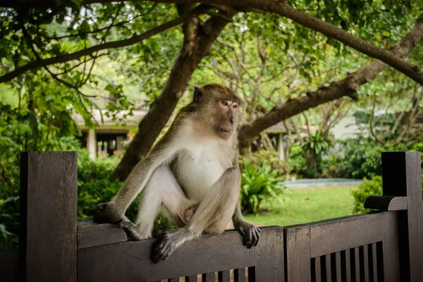Mono Salvaje Selva Krabi Tailandia — Foto de Stock