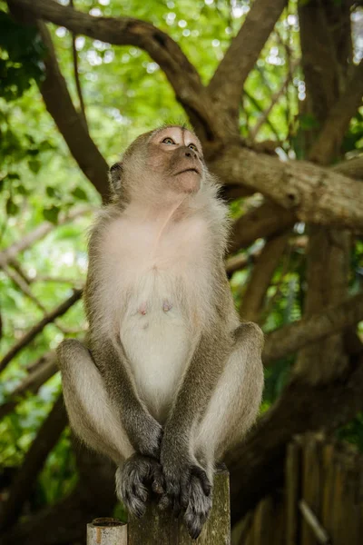 Macaco Selvagem Selva Krabi Tailândia — Fotografia de Stock