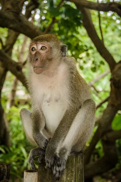 Macaco Selvagem Selva Krabi Tailândia — Fotografia de Stock