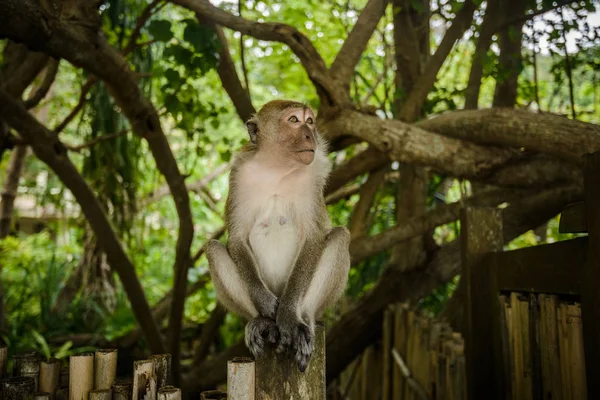 Singe Sauvage Jungle Krabi Thaïlande — Photo