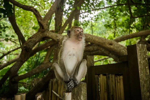 Mono Salvaje Selva Krabi Tailandia — Foto de Stock