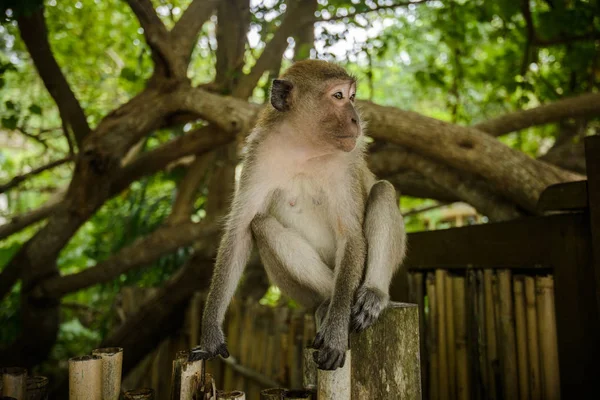 Macaco Selvagem Selva Krabi Tailândia — Fotografia de Stock