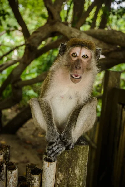 Macaco Selvagem Selva Krabi Tailândia — Fotografia de Stock