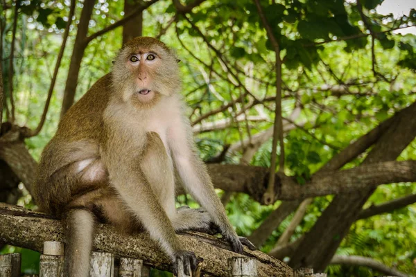 Wilder Affe Aus Dem Dschungel Krabi Thailand — Stockfoto