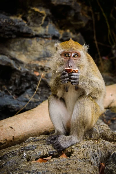 Wild Monkey Från Djungeln Krabi Thailand — Stockfoto