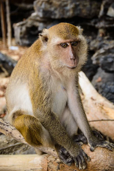 Wild Monkey Från Djungeln Krabi Thailand — Stockfoto