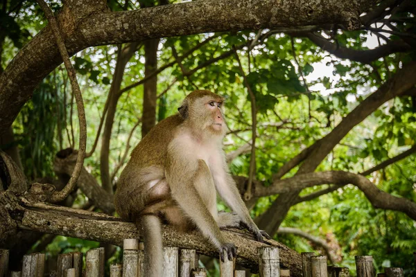 Wilde Aap Uit Jungle Krabi Thailand — Stockfoto