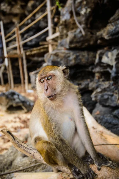 Macaco Selvagem Selva Krabi Tailândia — Fotografia de Stock