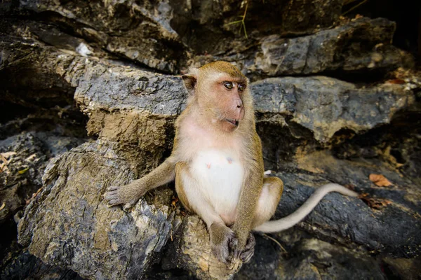 Wild Monkey Från Djungeln Krabi Thailand — Stockfoto