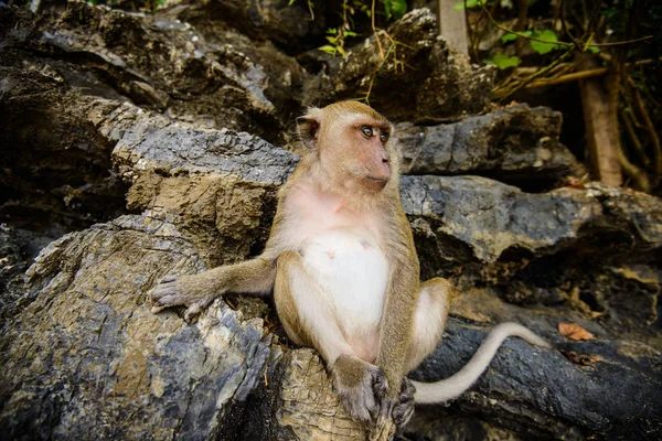 Macaco Selvagem Selva Krabi Tailândia — Fotografia de Stock