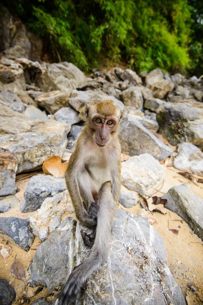 Wild Monkey Från Djungeln Krabi Thailand — Stockfoto