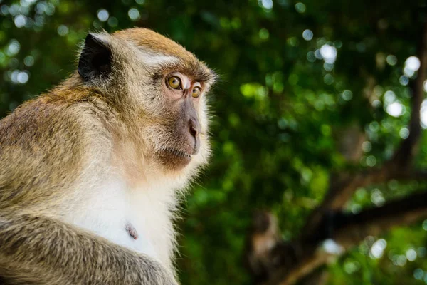 Wild Monkey Från Djungeln Krabi Thailand — Stockfoto