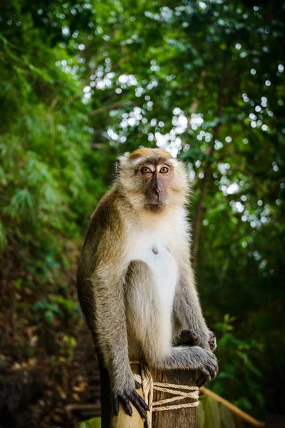 Wild Monkey Från Djungeln Krabi Thailand — Stockfoto