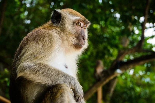 Wilder Affe Aus Dem Dschungel Krabi Thailand — Stockfoto