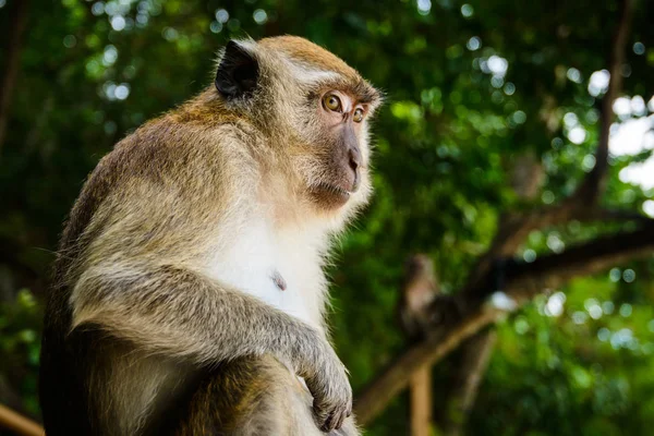 Wilde Aap Uit Jungle Krabi Thailand — Stockfoto