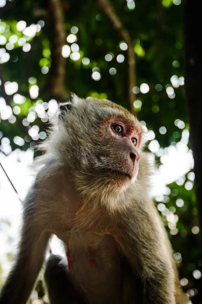 Wild Monkey Från Djungeln Krabi Thailand — Stockfoto