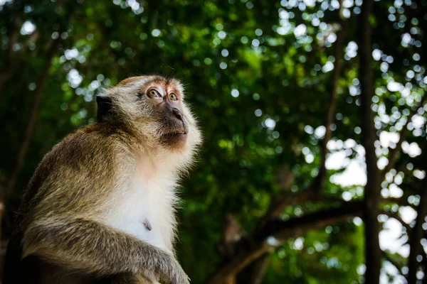 Scimmia Selvatica Dalla Giungla Krabi Thailandia — Foto Stock